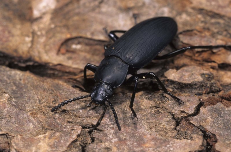 Жужелица фиолетовая (Carabus violaceus)