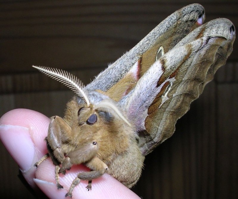 Tolype Velleda