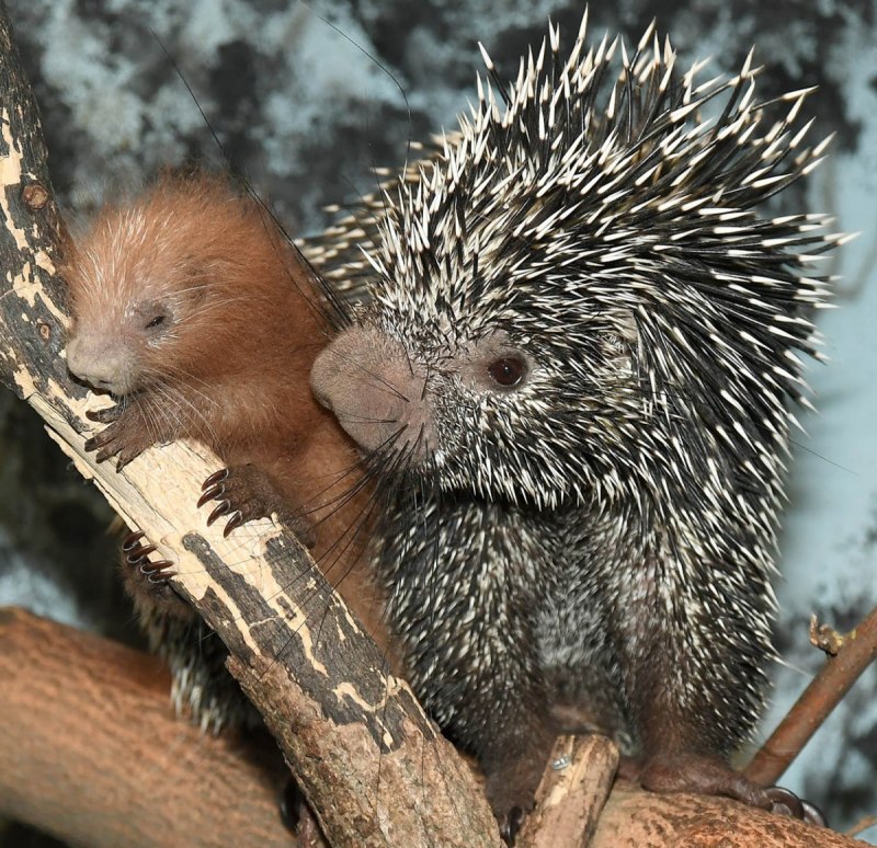 Дикобраз hystrix cristata