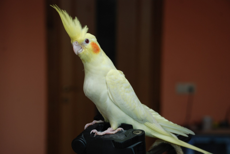 Корелла лютино