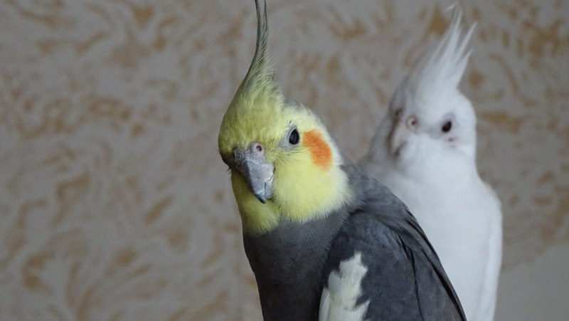 Попугаи кореллы