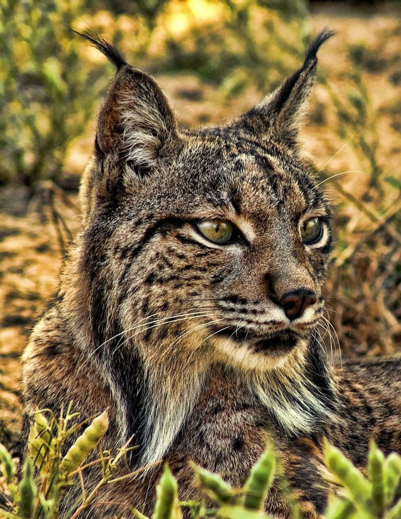 Пиренейская Рысь