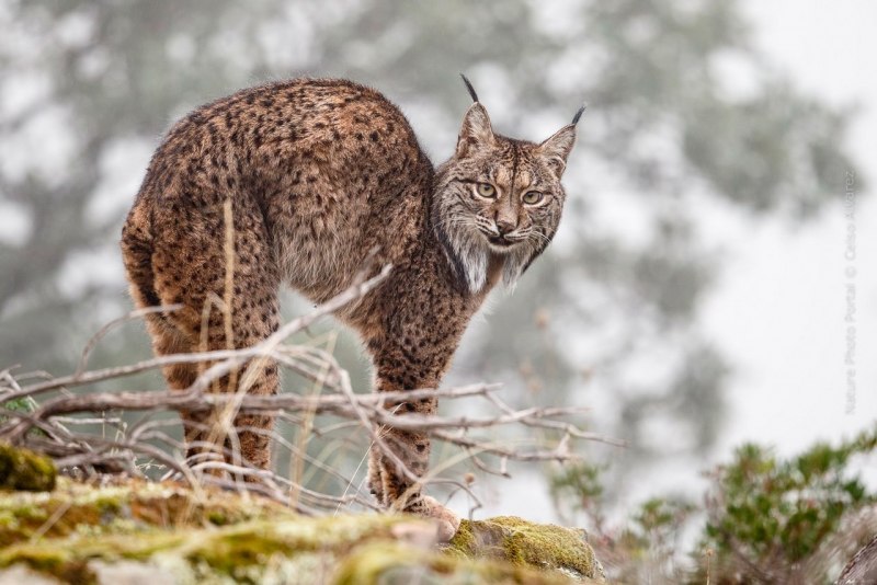 Пиренейская Рысь (Lynx pardinus):