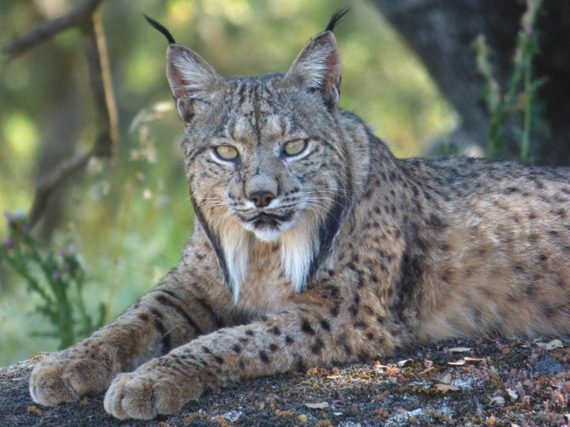 Пиренейская Рысь (Lynx pardinus):
