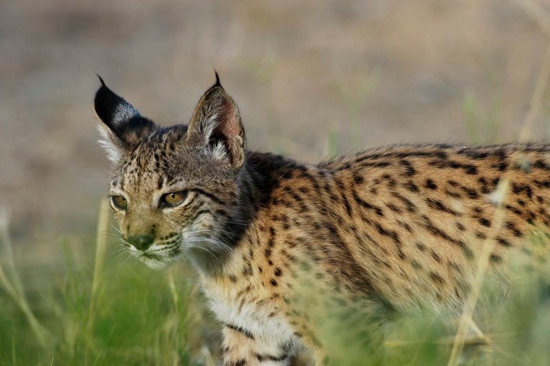 Пиренейская Рысь (Lynx pardinus):