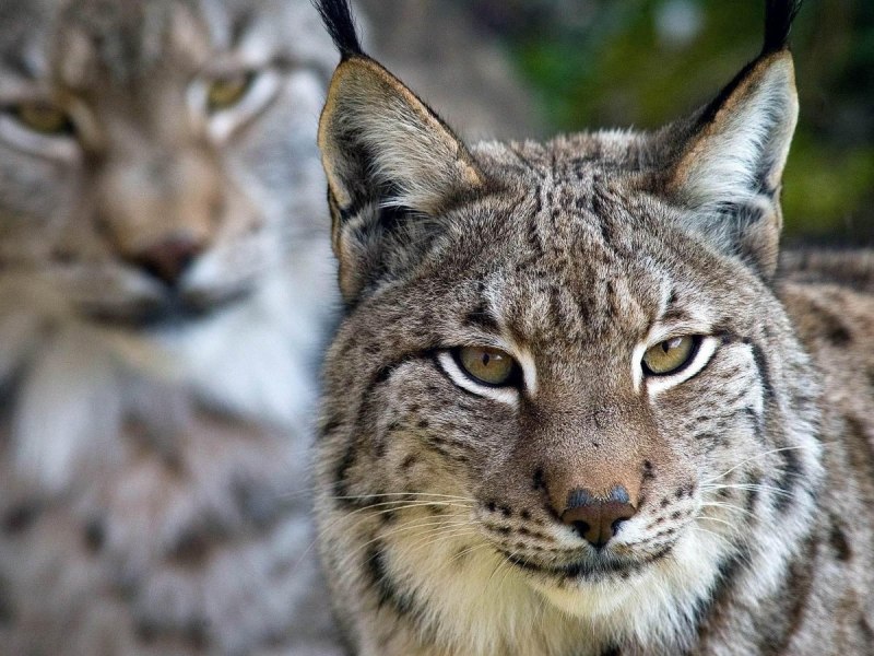 Iberian Lynx Habitat