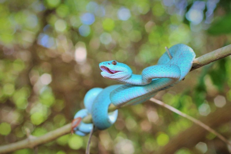Blue Racer Coluber Constrictor
