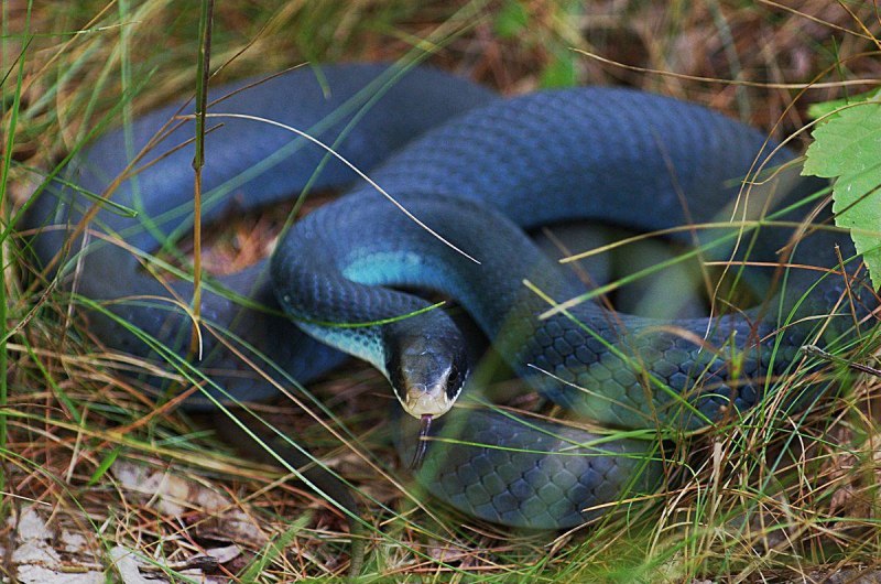 Синий гонщик / Blue Racer Snake