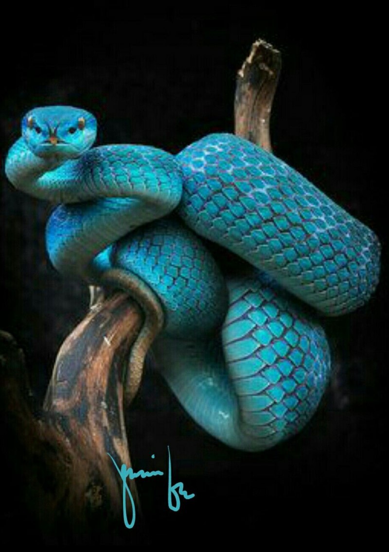 Лучистая змея Xenopeltis Unicolor