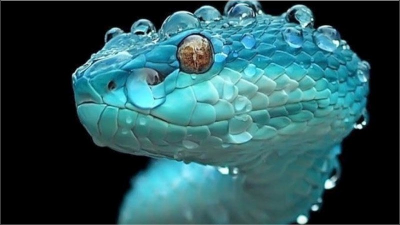 Blue Viper Snake