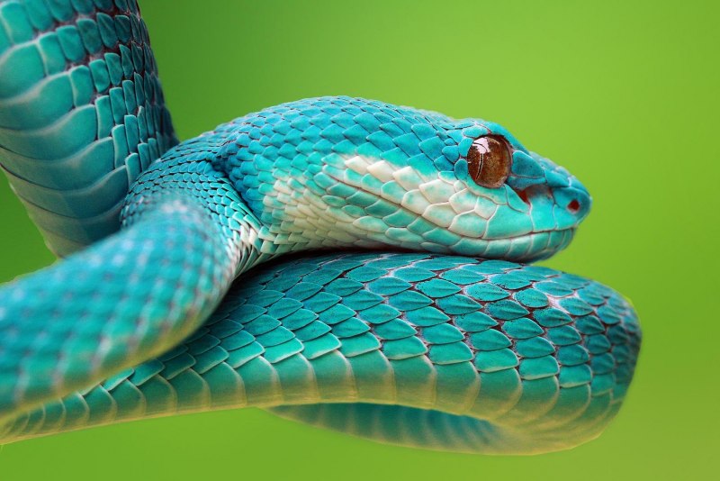 Шершавая древесная гадюка (Atheris squamigera)