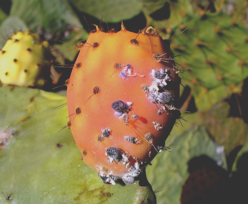 Dactylopius coccus