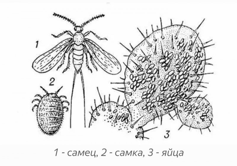 Кокциды самец