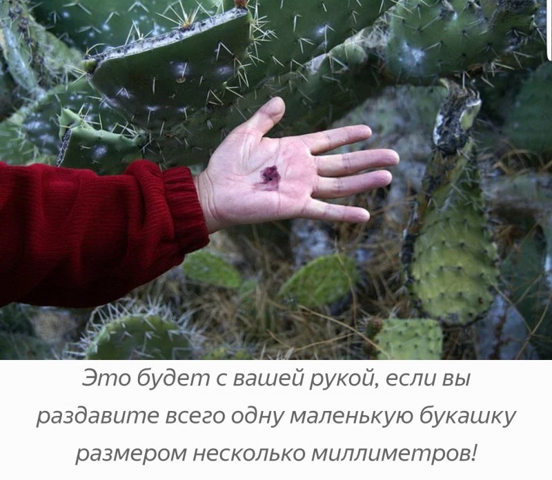 Мексиканская кошениль