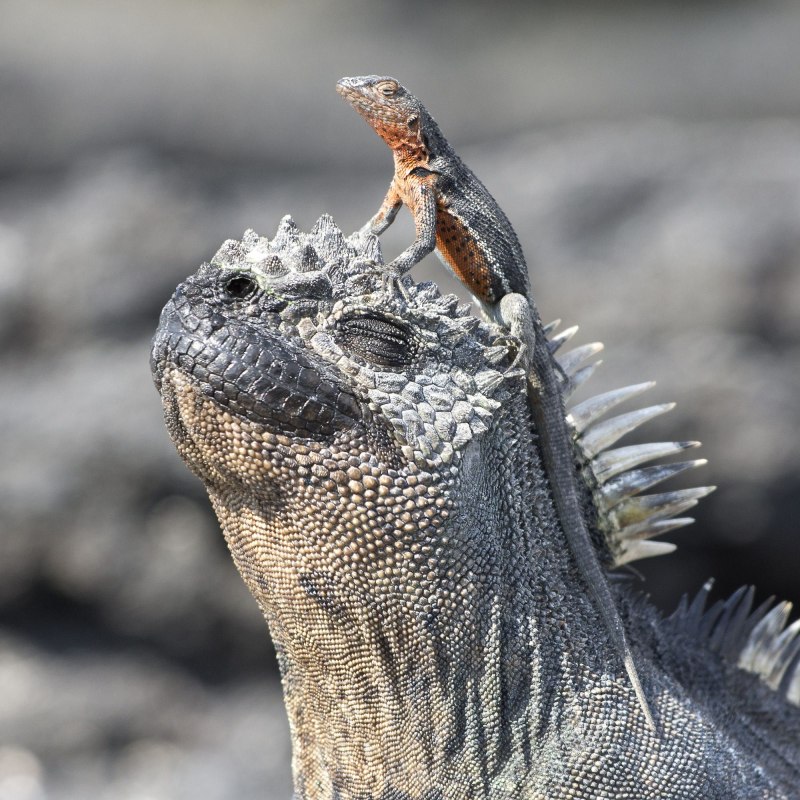 Conolophus Marthae