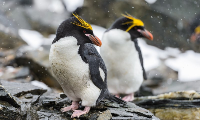Rockhopper Penguins in the Falkland Islands