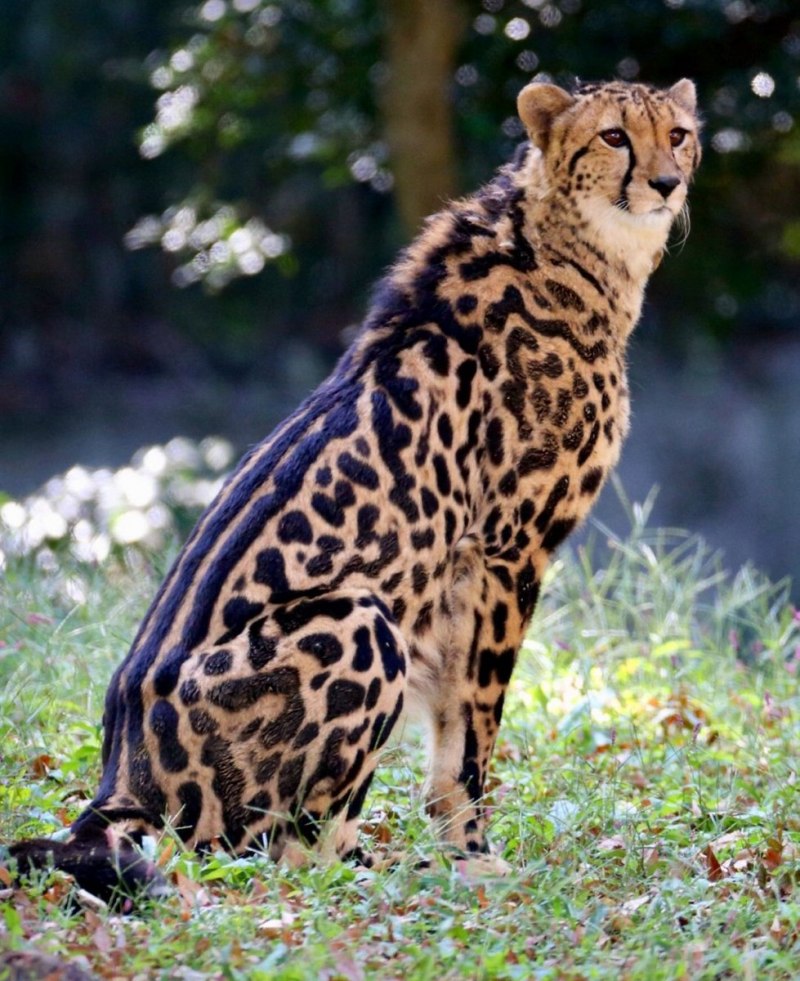 Королевский гепард