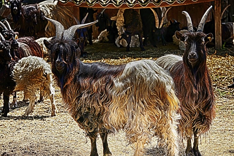 Ангорские козы козы