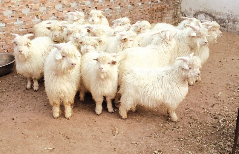Capra hircus aegagrus