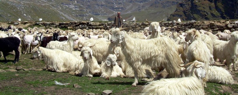 Ангорская коза