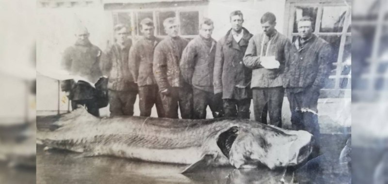 Белуга рыба в Азовском море