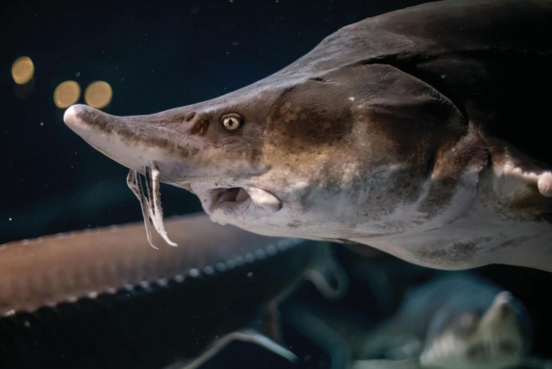 Осетр ( Acipenser transmontanus)