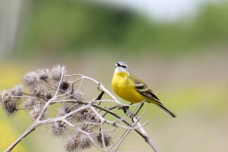 Birds of Kazakhstan names and descriptions
