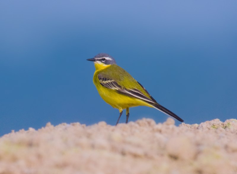 Трясогузка желтая Motacilla Flava