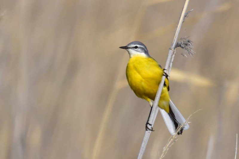 Birds of Kazakhstan names and descriptions