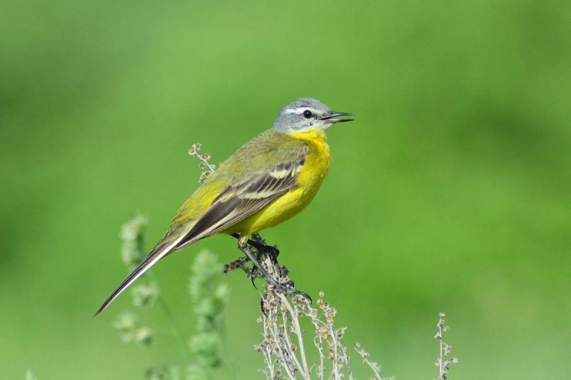 Жёлтая трясогузка (Motacilla Flava). Птицы Сибири
