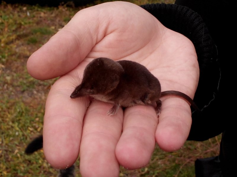 Крот обыкновенный (talpa europaea)