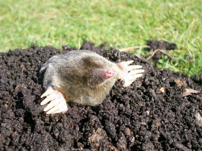 Кроты и полевки