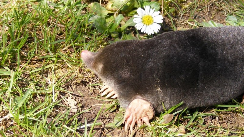 Кавказский Крот (talpa Caucasica ognevi)