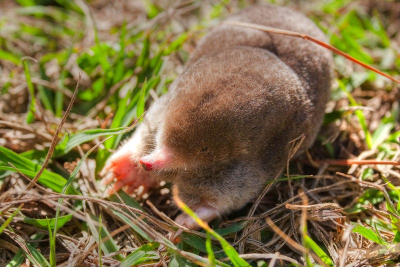 Крот обыкновенный (talpa europaea)