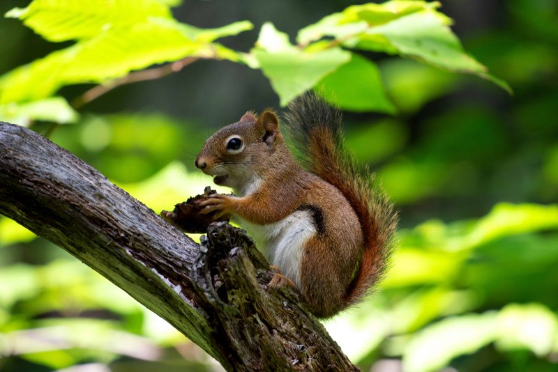 Sciurus aestuans