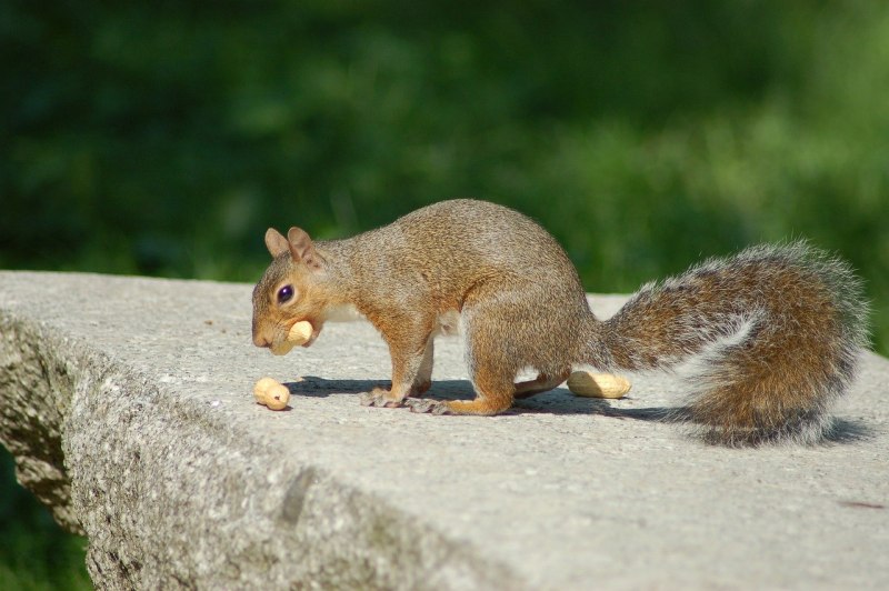 Squirrel Wild animal