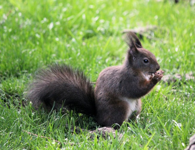Sciurus spadiceus