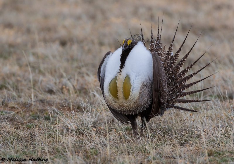 Тетерев шалфейный (Centrocercus urophasianus)