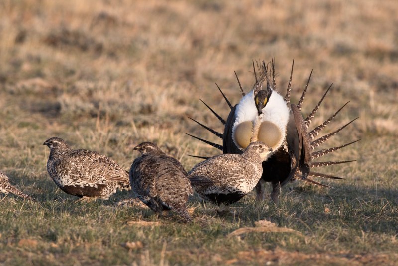 Greater Sage Grouse