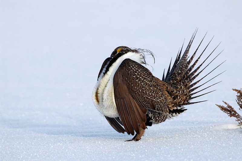 Глухарь (Tetrao urogallus)
