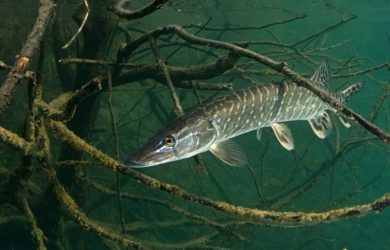 Рыба щука Esox Lucius