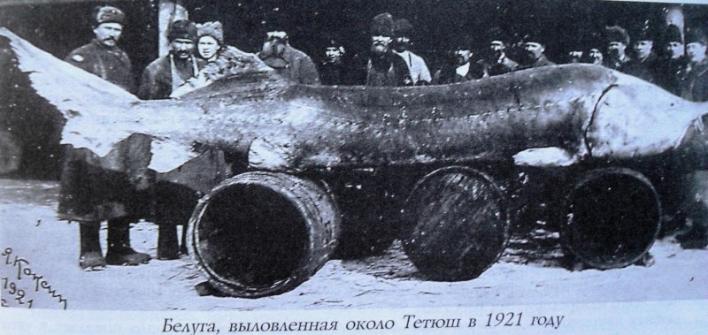 Пойманная Белуга пойманная в Волге 1921 году