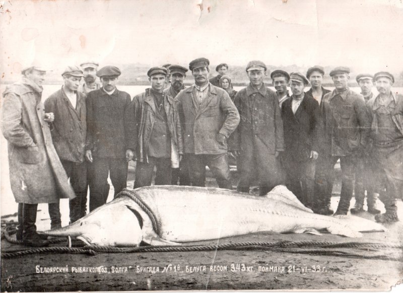 Белуга выловленная в 1921 году на Волге