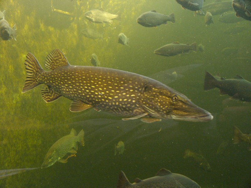 Esox Lucius — обыкновенная щука систематика