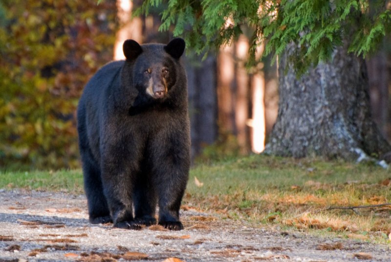 Барибал (Ursus americanus)