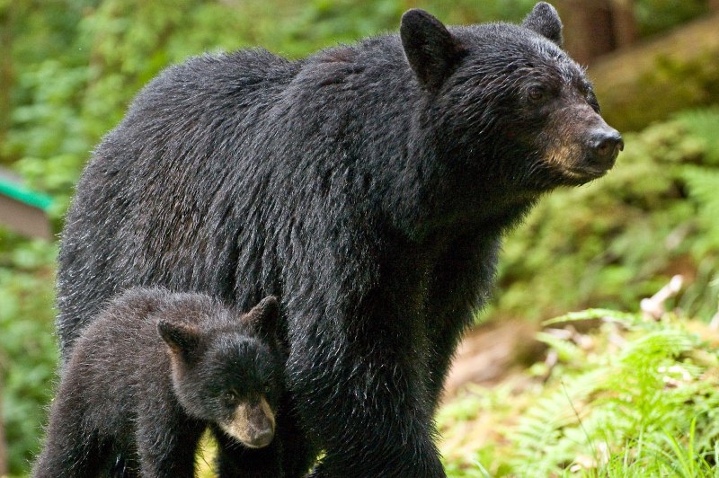 Барибал (Ursus americanus)