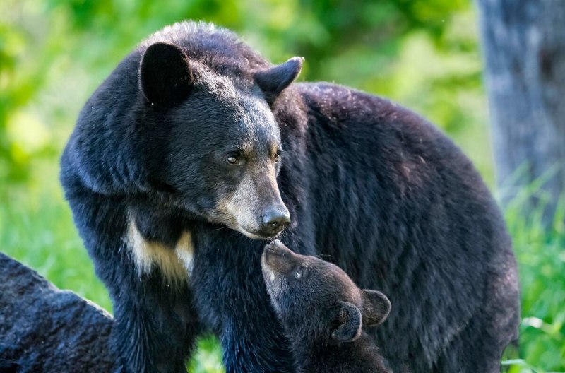 Барибал (Ursus americanus)