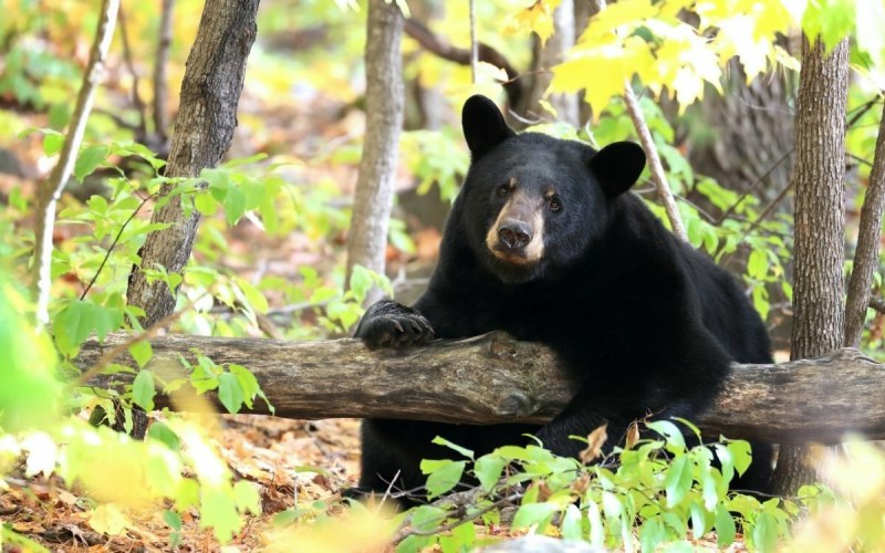 Барибал (Ursus americanus)