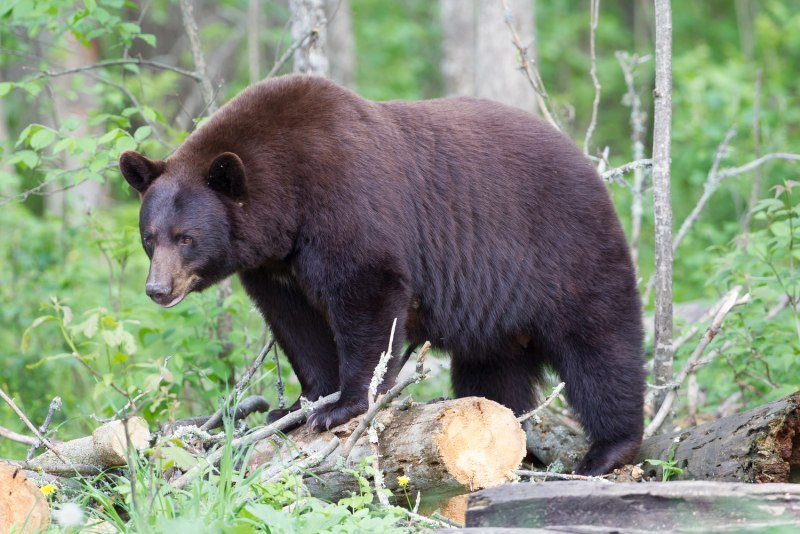 Американский черный медведь (Ursus americanus)