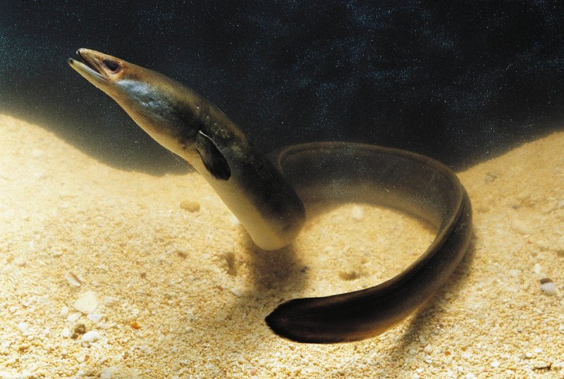 Угорь Речной (Anguilla Anguilla (Linnaeus, 1758))